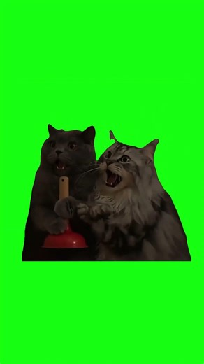 Scared Cats Meme Green Screen