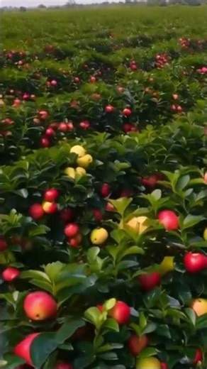 Growing Apple Made Easy – Amazing Step-by-Step Guide