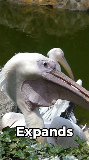 Why Pelicans Eat Things 10x Their Size!🤯#shorts