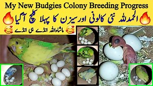 بجری طوطوں کی کالونی اور سیزن کا پہلا کلچ آگیا 😊 Mere bajri parrots colony setup ka pehla clutch Ma Shaa Allah... Our Links...👇🏻❤️🌹 LIKE FACEBOOK PAGE ⬇ 👇 ⬇ https://www.facebook.com/ApnaBudgiesChannel/ FOLLOW ON INSTAGRAM ⬇ 👇 ⬇ https://www.instagram.com/mushtaqbhaiofficial FOLLOW ON TWITTER ⬇ 👇 ⬇ https://www.twitter.com/mushtaqbhai786 SUBSCRIBE ON YOUTUBE ⬇ 👇 ⬇ https://youtube.com/c/ApnaBirdsChannel | Apna Birds Center