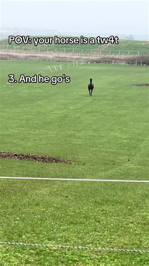 Morning Stretch Routine for Your Horse