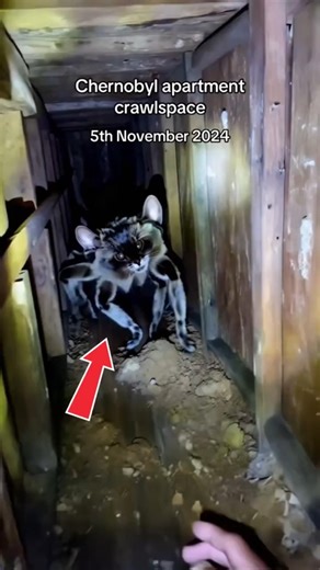 These Boss Cats Are In Charge! Top 3 Moments 🐾😼👑