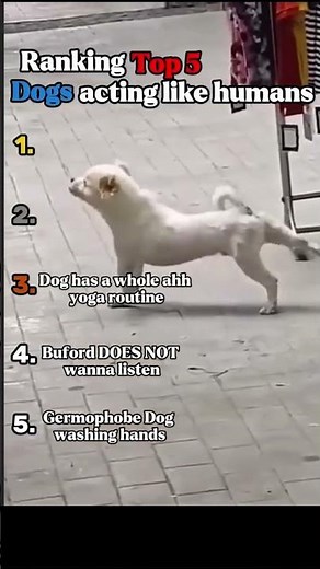 Top 5 Dogs Acting Like Humans