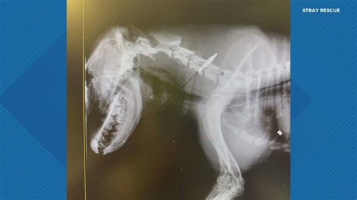 Dog arrives at Stray Rescue with arrow in his neck