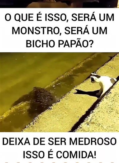o que é isso #animaisengraçados #gatos #humor #cachorro #petsfofinhos