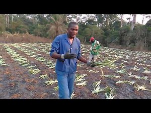 Pineapple cultivation: the importance of cladding