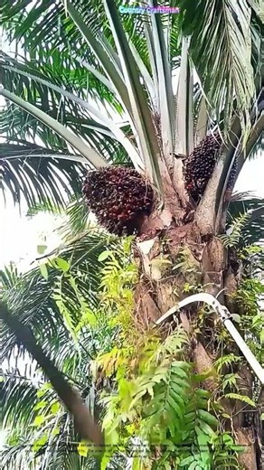 Harvesting Palm Fruit: The Skillful Balance of Nature and Craftsmanship