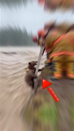 A Ladder, a Flood, and a Bear Fighting to Survive…