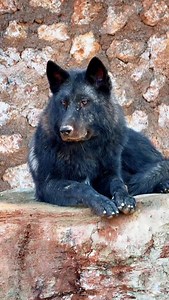 32K views · 14K reactions | What are your thoughts on my nine-month-old wolves? . . . . . #wolf #wolves #greywolves #wolfdogpuppy #wolfgang wolfis kangal wolfdog wolflover wolfdogs wolfcommunity wolfhunter wolfmix kurt wolflife wolflove whitewolf wolfpack | Cigo Dalgıç | Facebook