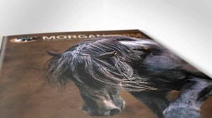 1K views · 25 reactions | The morning session of the Grand National & World Championship Morgan Horse Show® starts in 5 minutes! Today's live broadcast is brought to you by The Morgan Horse magazine! For more information on the show, go to www.MorganGrandNational.com. To watch the show LIVE and FREE, go to www.MGNLive.com! | Grand National & World Championship Morgan Horse Show | Facebook