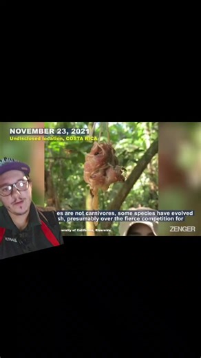 Vulture bees turn meat into honey #vulturebees #bee #fyp #nature #educational #insect #honeybee #vulture