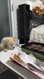 I’ve found the trick to understanding my dog better 🐶😄🤣 Video Credit: https://www.instagram.com/october____1st/ #Dogexpress #Celebratingdoglove #Doglovers #Dogowners #lovemydog #doglove #doglife🐾 #innocenteyes #DogLife #PetParent #FunnyDog #DogLove #PetHumor #DogOwners #InstaDog #PetCare #DogFacts #DogsOfInstagram 🐾 #cooldog #dogstyle #dogwithsunglasses #swagdog #cutedog #dogvibes #dogsofinstagram #petstagram #happydog #sunsetdog #stylishdog | DogExpress