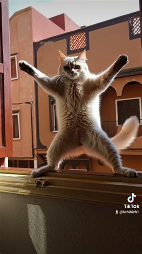 Cat BCHIBICH dance