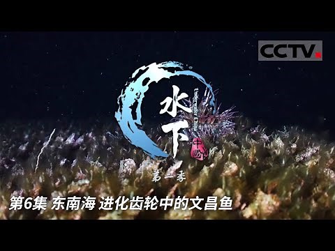 《水下中国》第二季 海洋奥秘：生物进化的起源与关键转折点 EP06【CCTV纪录】