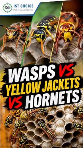 Wasps vs Yellow Jackets vs Hornets