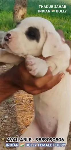 AVAILABLE👺CHECK BEST🇮🇳INDIAN🇮🇳BULLY FEMALE PUPPY🙏9889090806🙏