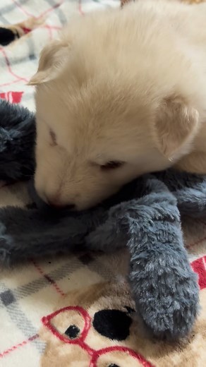 They like to back talk 🤣 | Mountain Ridge Malamutes