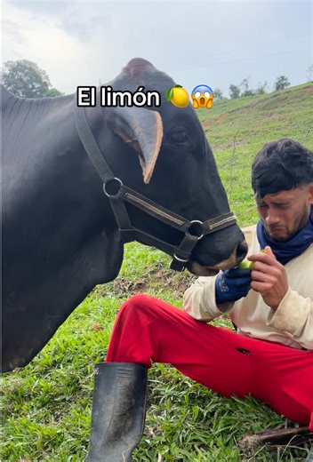 El dulce limón en la vida de Wilmar