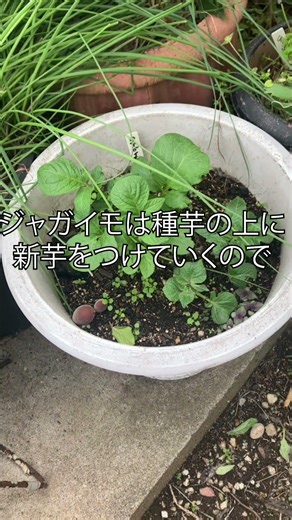 ジャガイモ栽培プランターでざくざくポイント／＠「食＆植」チャンネル・大橋明子＃shorts ＃再生栽培#家庭菜園