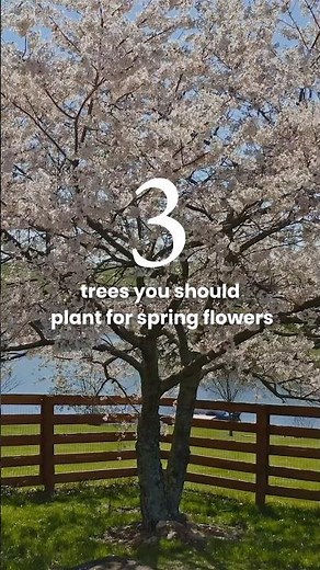 Welcome spring with a flowering tree in your own backyard! | Fast Growing Trees #floweringtrees