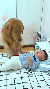 8.7M views · 206K reactions | #reels #short #shortvideos #cr7 #pet #cat #dog #cute #animal #cats #thailand #Philippines #usa #pets #petstagram #smartdog #love #catlover #doglover #dogsofinstagram #funny #funnymemes #funnyvideos | Chinese Zen Vibes | Facebook