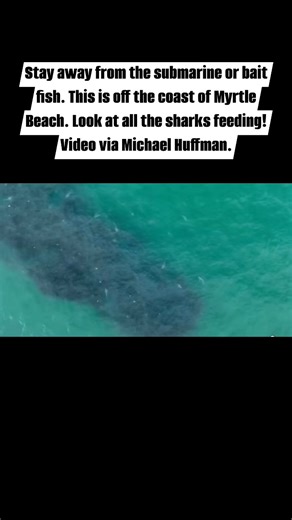 212 reactions · 119 shares | The sharks feed off these fish! Please avoid at Myrtle Beach!! #myrtlebeach #sc | Kim Fox Walker | Facebook