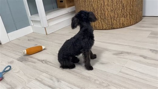 Yorkiepoo - Yorkie Poo puppy for sale
