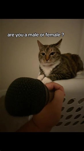 Are You a Male or Female Email?