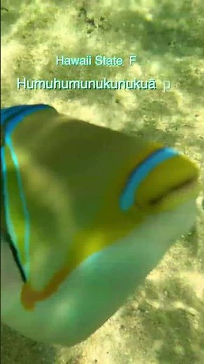 Humuhumunukunukuapua’a - Hawaii State Fish!