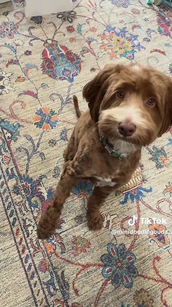 Got a new haircut 🐕🐾 how do I look ? The shortest haircut I have ever had 😬 let me know what you think below 👇🙏 #PuppyLove #trending #cutedog #fyp #australianlabradoodle