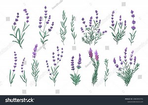 Lavender Flowers Set French Provence Floral Stock Vector (Royalty Free) 2083455751 | Shutterstock