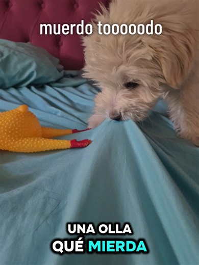 lo hacemos aca por querer romperme la sabana a mordiscones ???? Toooodo muerde, esos colmillos mi gordo🐶🐾🥰 #divertidamente #puppy #perritostiktok #paratiiiiiiiiiiiiiiiiiiiiiiiiiiiiiii