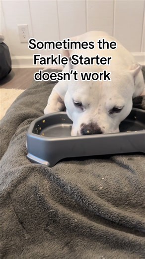 Understanding Narcolepsy in Dogs: Insights and Care Tips