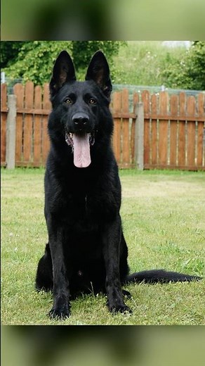 Personal protection dogs are safer because they’ve been trained #personalprotectiondog ￼￼