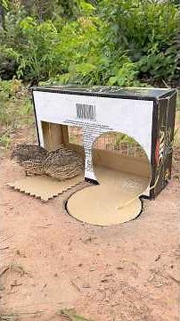 Beautiful DIY Quick Quail Trap Using Cardboard Box #shorts
