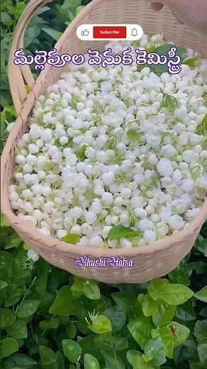 Jasmine Flower Secrets: Science, History & Healing Power Explained#Shorts #Health #Viral