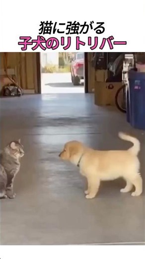 猫に吠えた子犬の末路..