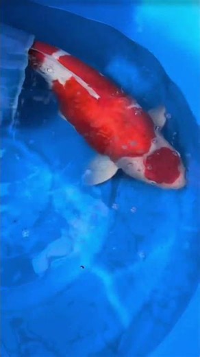 Amazing Maruten Kohaku #japan #koi #fish #japanesekoi