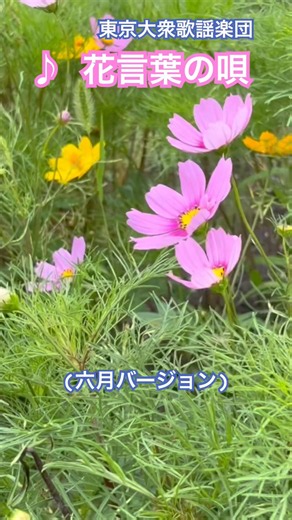 六月 半夏生が美しい ♪#花言葉の唄 #東京大衆歌謡楽団