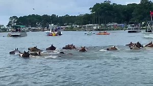 1.3M views · 531 reactions | The Chincoteague Ponies have returned to Assateague Island. Visit www.chincoteaguechamber.comb to plan your 2023 Pony Swim adventure of a lifetime. #chincoteaguepony #chincoteagueponies #chincoteagueisland #chincoteague | Chincoteague Chamber of Commerce and Certified Visitor Center | Facebook