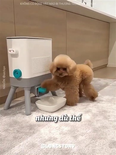 Chú chó này TỰ LẤY thức ăn mà KHÔNG CẦN chủ giúp đỡ 😊 🐶 #shorts