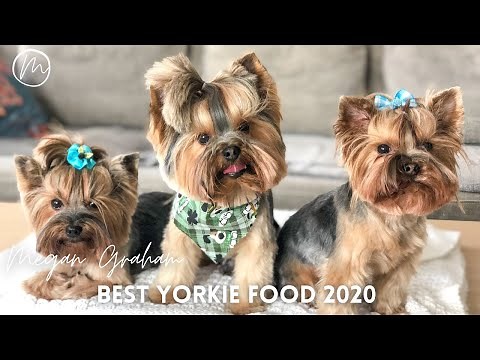 Best Dog Food For Yorkies 2020 | What I feed my Yorkie