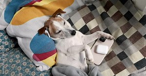 Cute jack russell terrier lies on pillows and listens to melancholic romantic music in headphones from a modern smartphone, the dog has a sad look. Sleeping resting pet concept