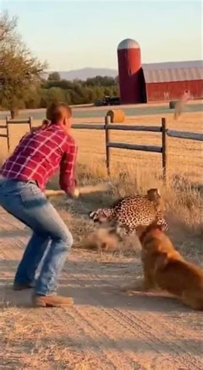 Backyard Rescue: Woman Fights Leopard! | 裏庭で女性がヒョウと戦う！ | 뒷마당 구출: 여성이 표범과 싸운다!