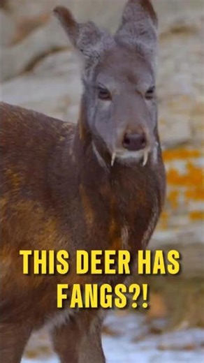 Nature’s Vampire: The Deer With Fangs