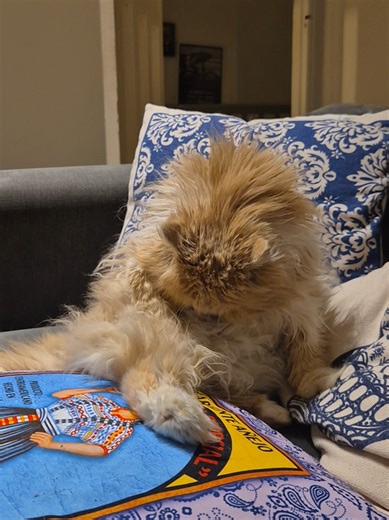 Diva Cats: The Secret to Looking Purr-fect