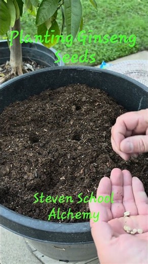 Planting Ginseng Seeds
