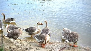 Small flock of geese standing and swimming on the lakeshore on a sunny day