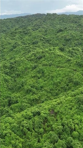 This Forest in Bangladesh Looks Unreal From Above 🌍