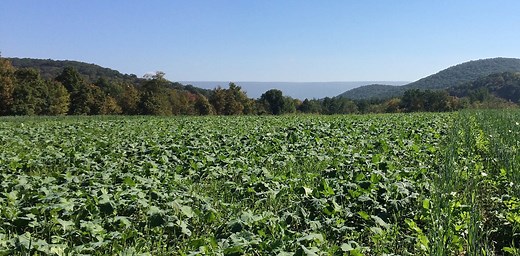 We don’t need to double world food production by 2050 – here’s why